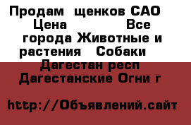 Продам ,щенков САО. › Цена ­ 30 000 - Все города Животные и растения » Собаки   . Дагестан респ.,Дагестанские Огни г.